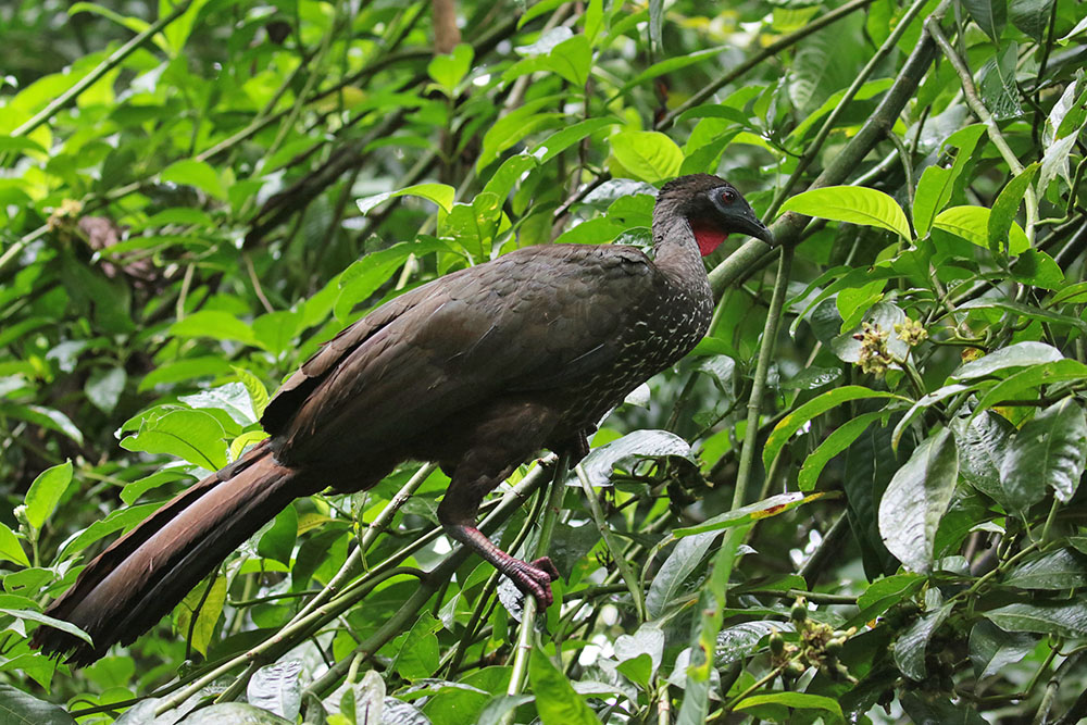 Crested Guan